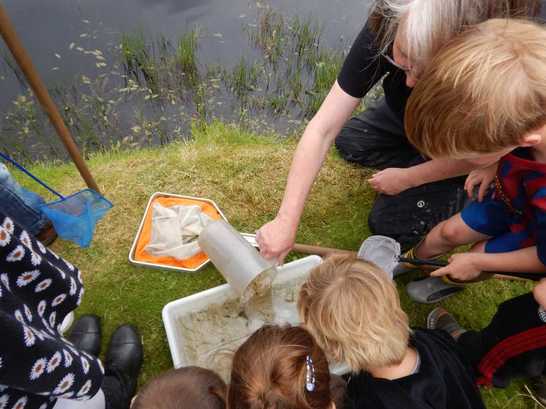Pond dipping is a great Freelance Ranger Activity, there are always so many creatures to find