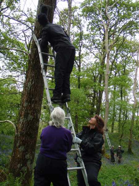 Man up a tree looking in a bat box while two women hold the ladder, other people with ladders in the background