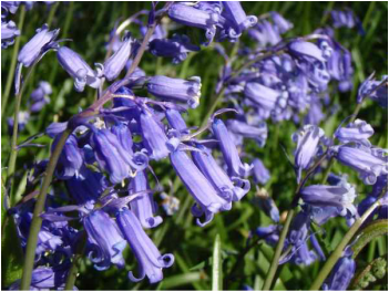 Close up view of Bluebells