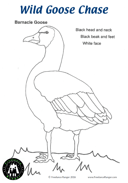 A Barnacle goose colouring picture from Freelance Ranger for you to enjoy